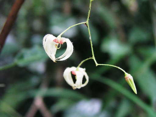 ปอผ่าสาม Sterculia lanceolata Cav.<br/>STERCULIACEAE